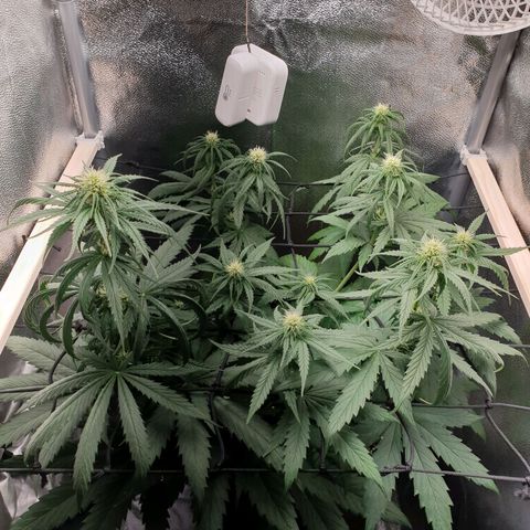 Florinda growlog timeline photo