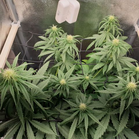 Florinda growlog timeline photo