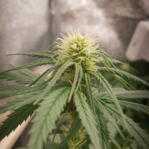 Florinda growlog timeline photo