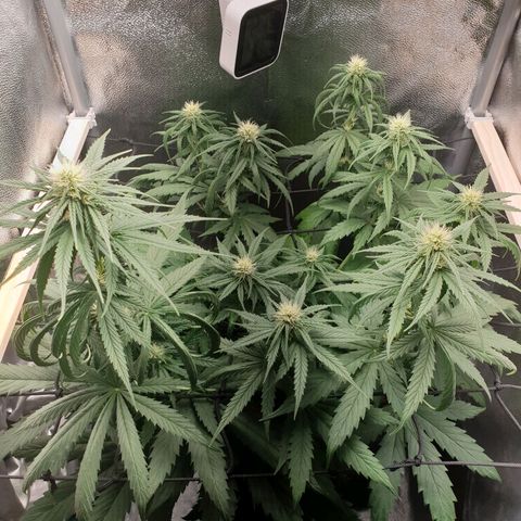 Florinda growlog timeline photo