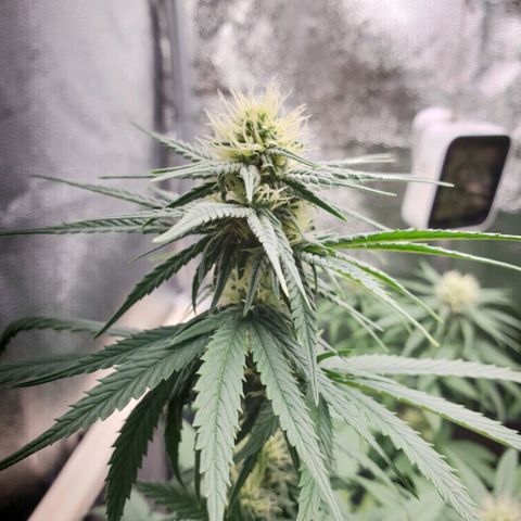 Florinda growlog timeline photo