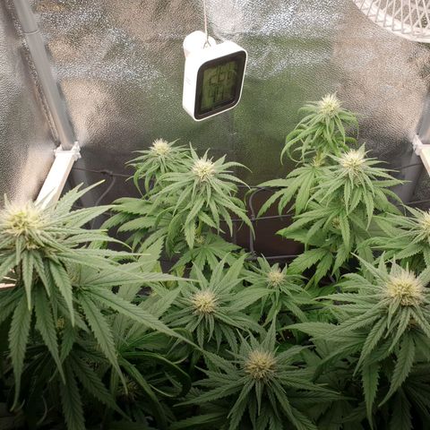 Florinda growlog timeline photo
