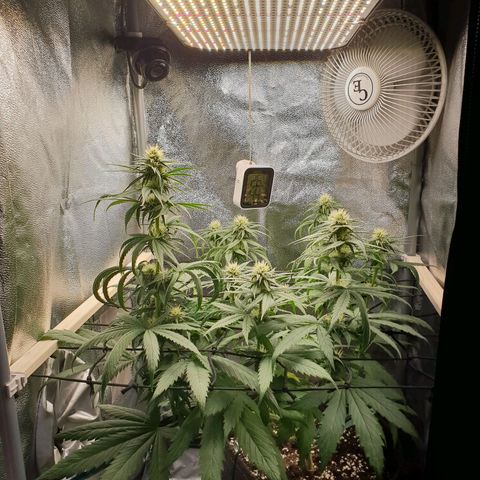 Florinda growlog timeline photo