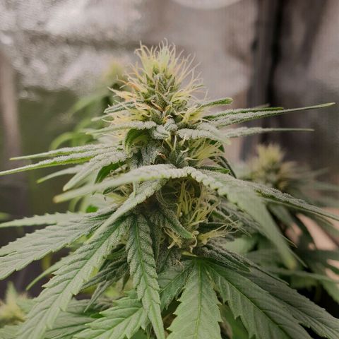Florinda growlog timeline photo