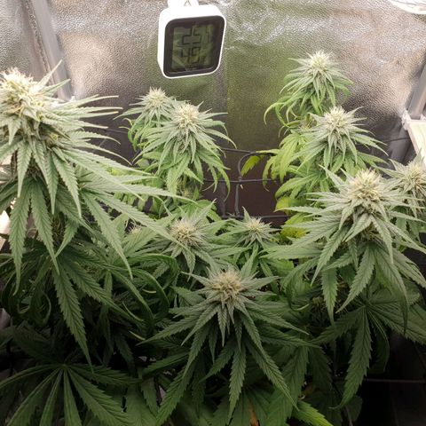 Florinda growlog timeline photo