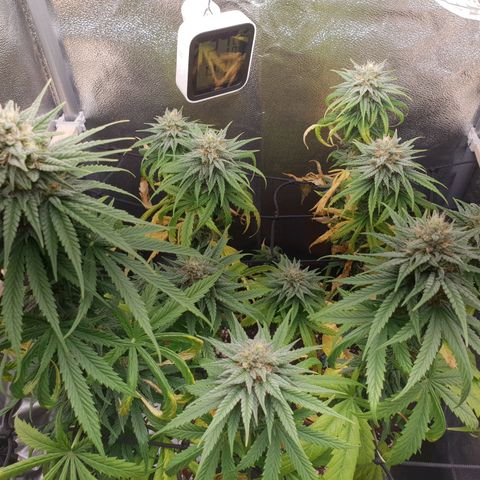 Florinda growlog timeline photo