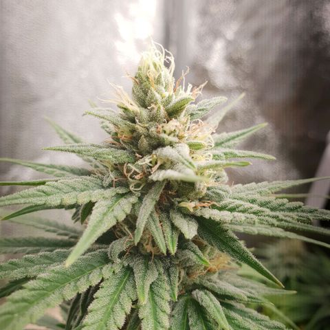 Florinda growlog timeline photo