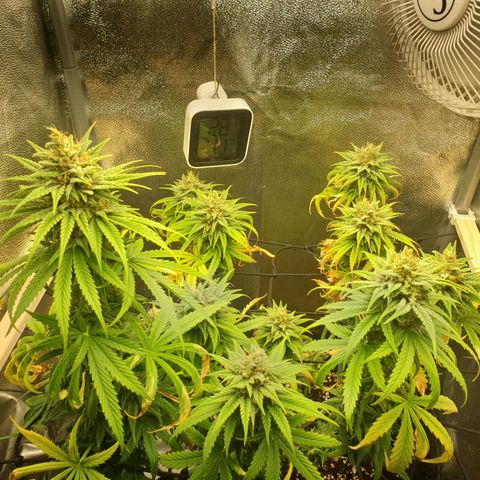 Florinda growlog timeline photo