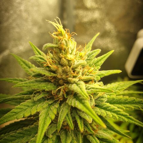 Florinda growlog timeline photo