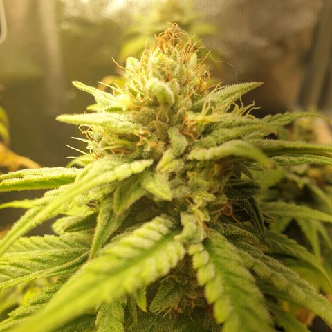 Florinda growlog timeline photo
