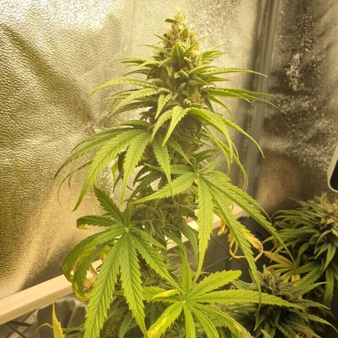 Florinda growlog timeline photo