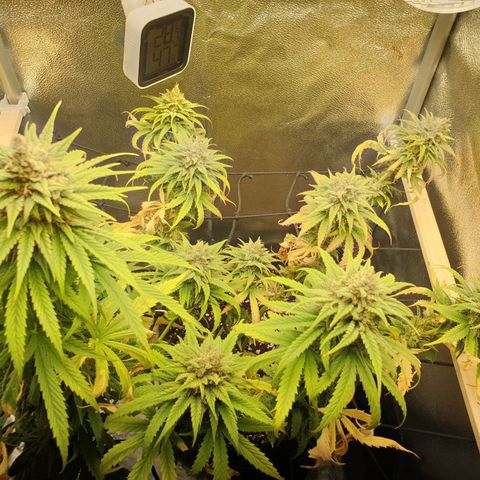 Florinda growlog timeline photo