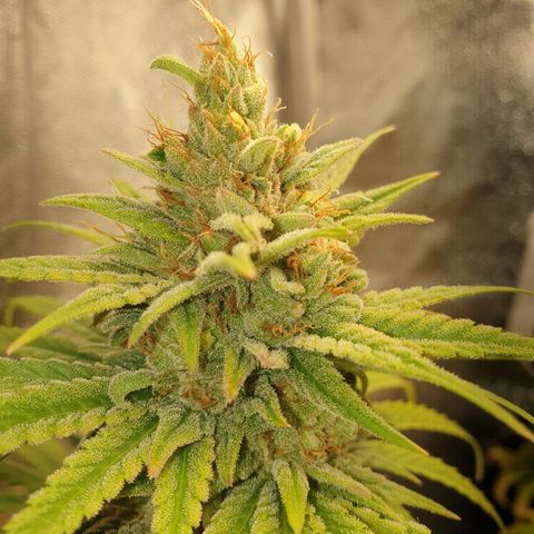 Florinda growlog timeline photo