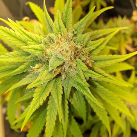 Florinda growlog timeline photo