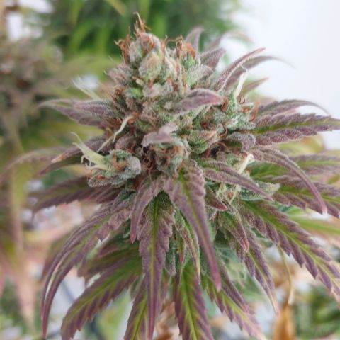 Florinda growlog timeline photo
