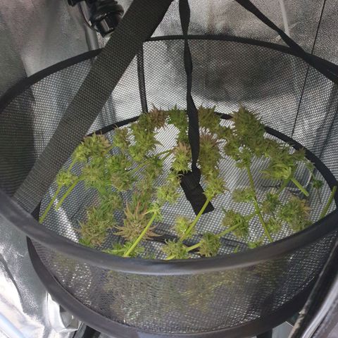 Florinda growlog timeline photo