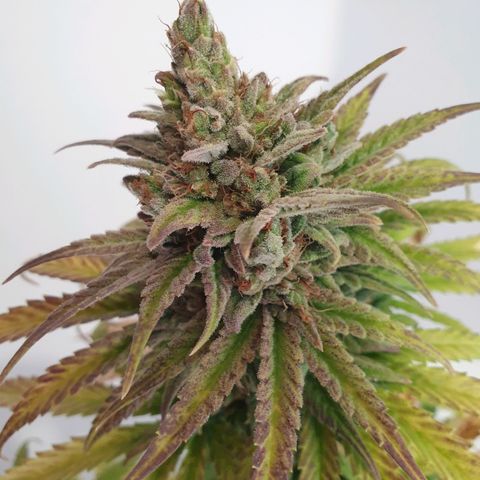Florinda growlog timeline photo