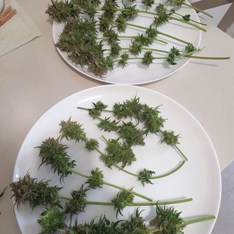 Florinda growlog timeline photo