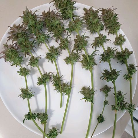 Florinda growlog timeline photo