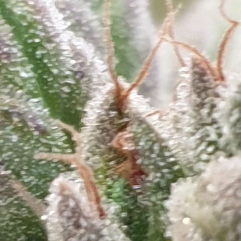 Florinda growlog timeline photo