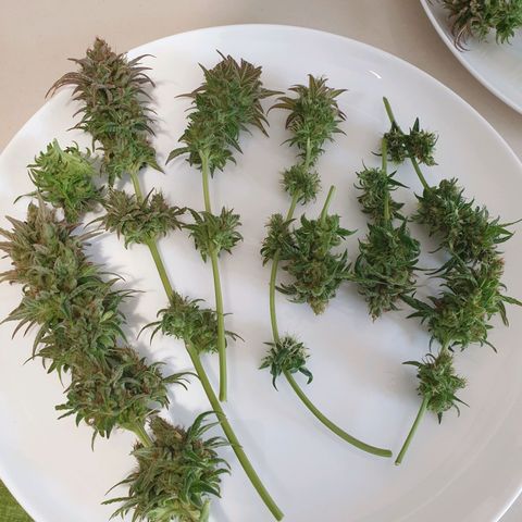 Florinda growlog timeline photo