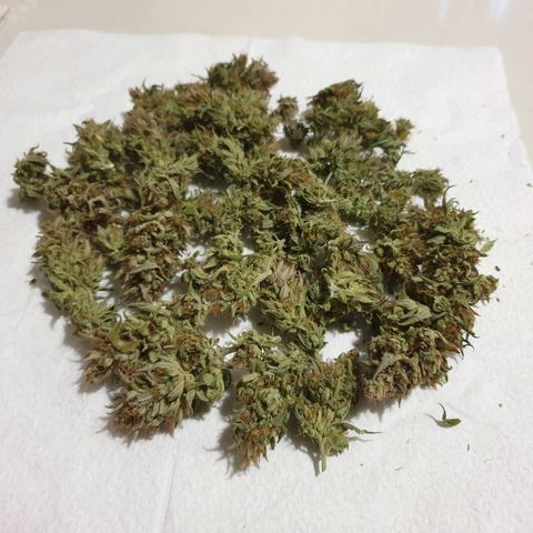 Florinda growlog timeline photo