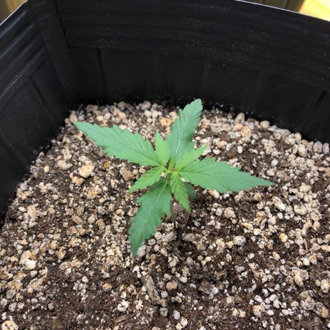 O1 growlog timeline photo