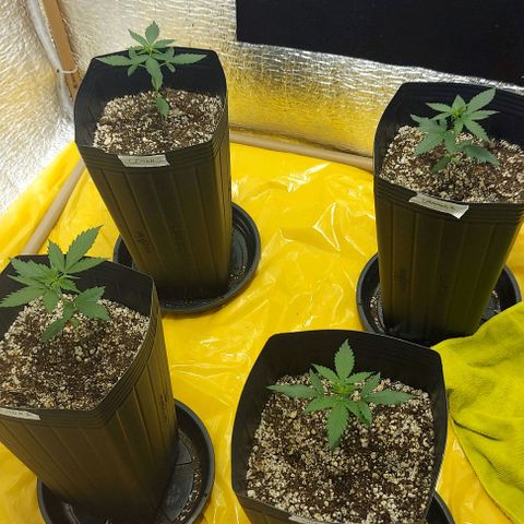 O1 growlog timeline photo