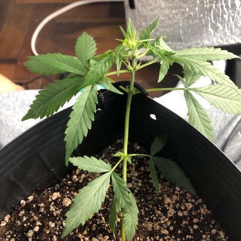 O1 growlog timeline photo