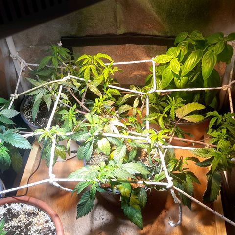Kana growlog photo: צמיחה