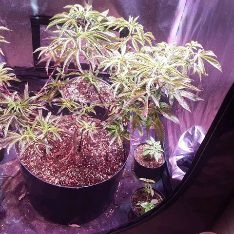 Kana growlog photo: צמיחה