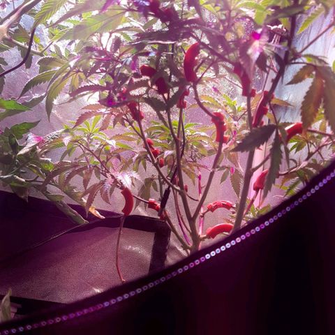Kana growlog photo: צמיחה