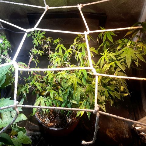Kana growlog photo: צמיחה