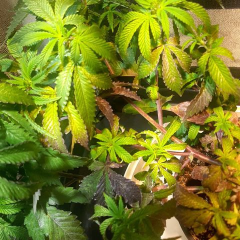 Kana growlog photo: צמיחה