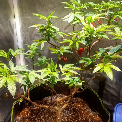 Kana growlog photo: צמיחה