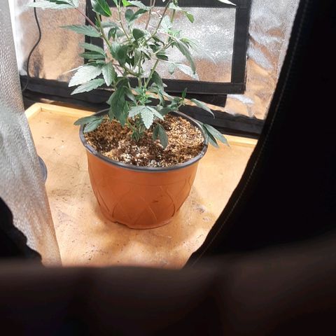 Kana growlog photo: צמיחה