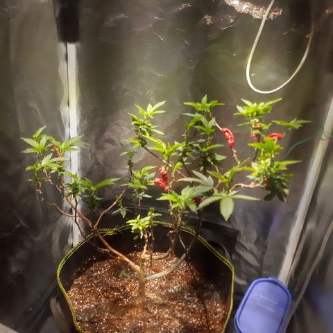 Kana growlog photo: צמיחה