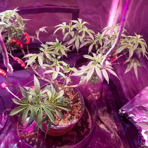 Kana growlog photo: צמיחה