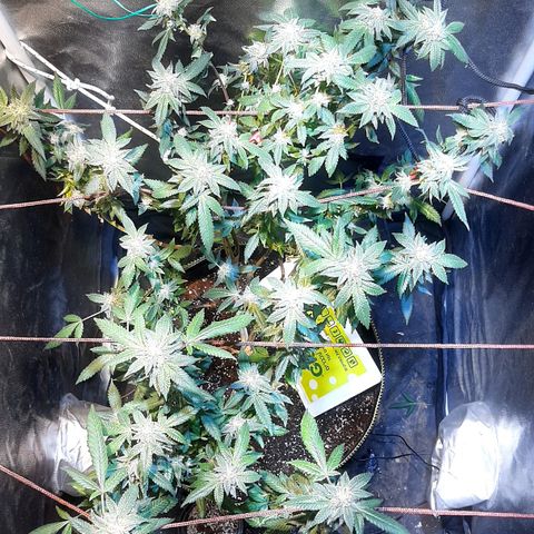 Kana growlog photo: פריחה