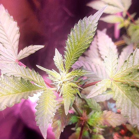 Kana growlog photo: פריחה