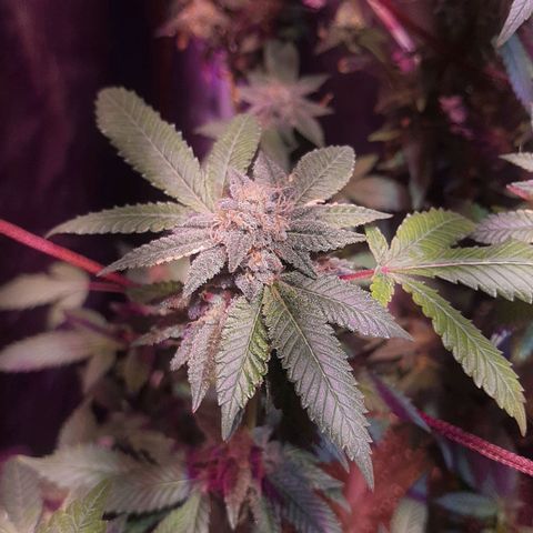 Kana growlog photo: פריחה