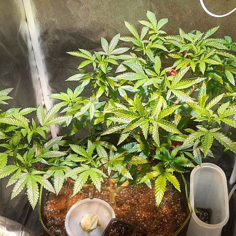 Kana growlog photo: פריחה