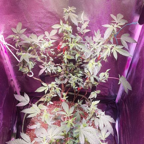 Kana growlog photo: פריחה