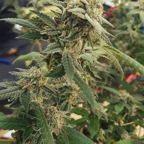 Kana growlog photo: פריחה