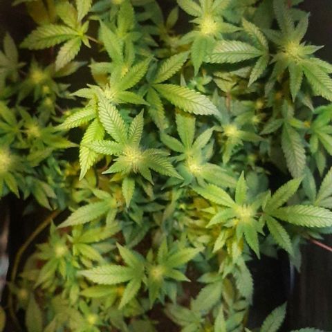 Kana growlog photo: פריחה
