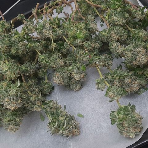 Kana growlog photo: פריחה