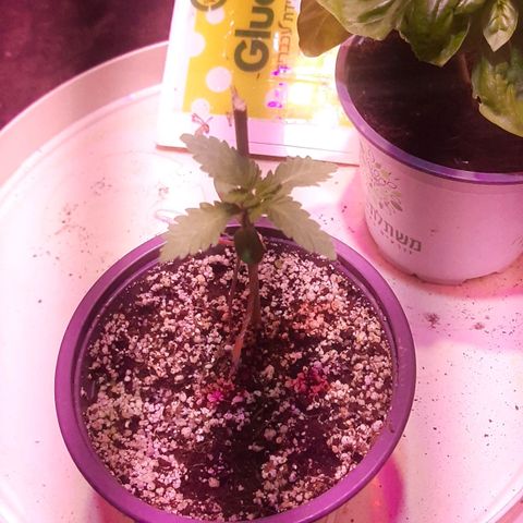 קאליייייי growlog photo: זריעה