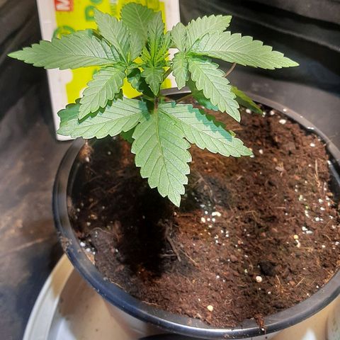 קאליייייי growlog timeline photo