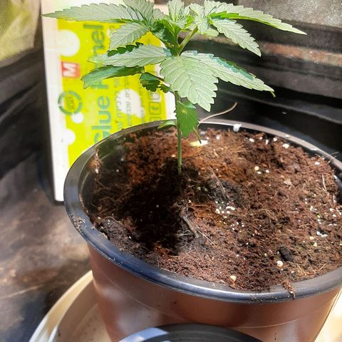 קאליייייי growlog timeline photo