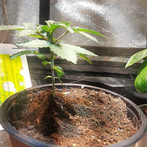 קאליייייי growlog timeline photo